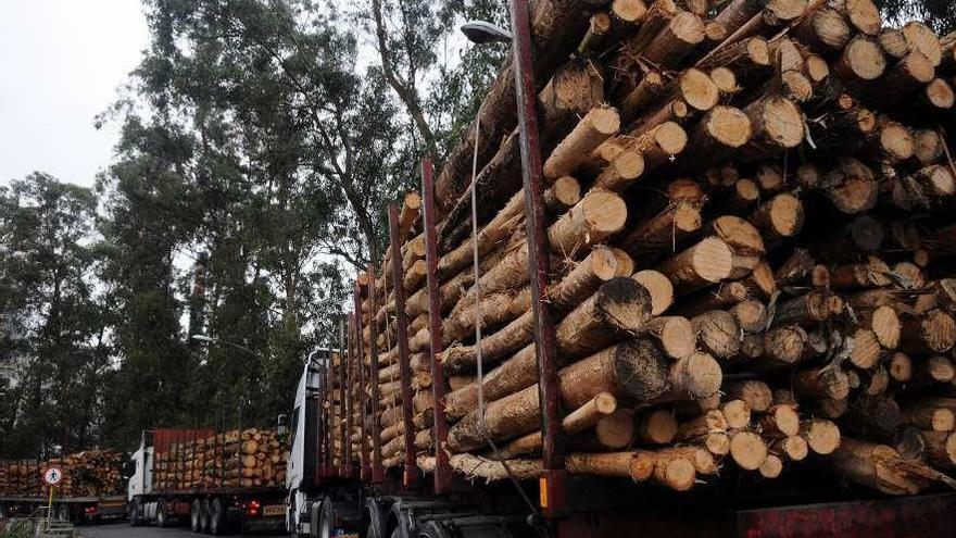 Colas de camiones cargados con madera de eucalipto entrando hacia la fábrica de Ence. // G. Santos