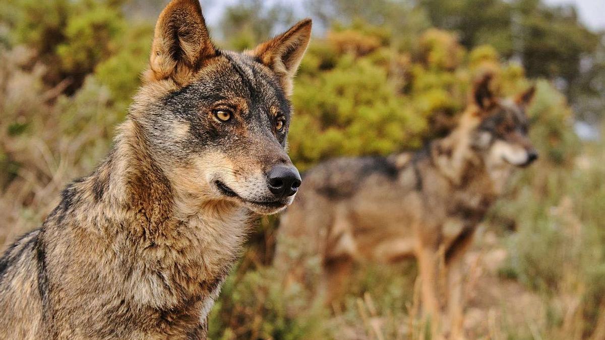 Ejemplares de lobo ibérico, que el Gobierno acordó declarar especie protegida. |   // E. P.