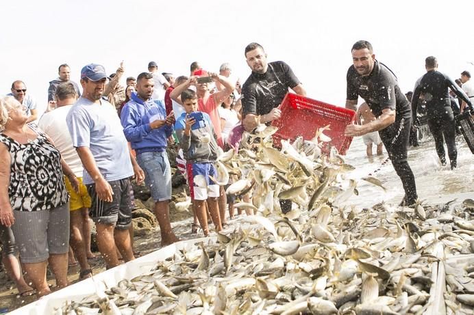 FUERTEVENTURA - CALADA DE PESCADO EN EL COTILLO 2017 - 22-08-17