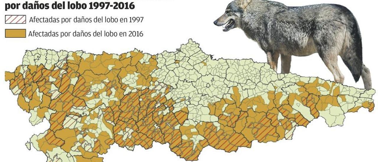 El lobo provoca daños en el 56% del territorio de Asturias, e incluso ha ocupado zonas costeras