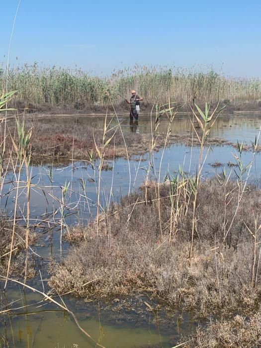 El Ayuntamiento despliega un plan de choque contra los mosquitos que este año es más intensa tras un largo periodo de lluvias primaverales que ha anegado las orillas de la laguna de Torrevieja