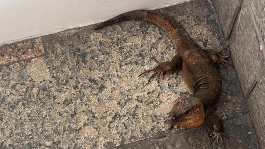 Un lagarto gigante se pasea en plena Las Palmas de Gran Canaria