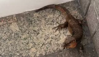 El lagarto gigante de Gran Canaria en riesgo de extinción por culpa de la culebra californiana
