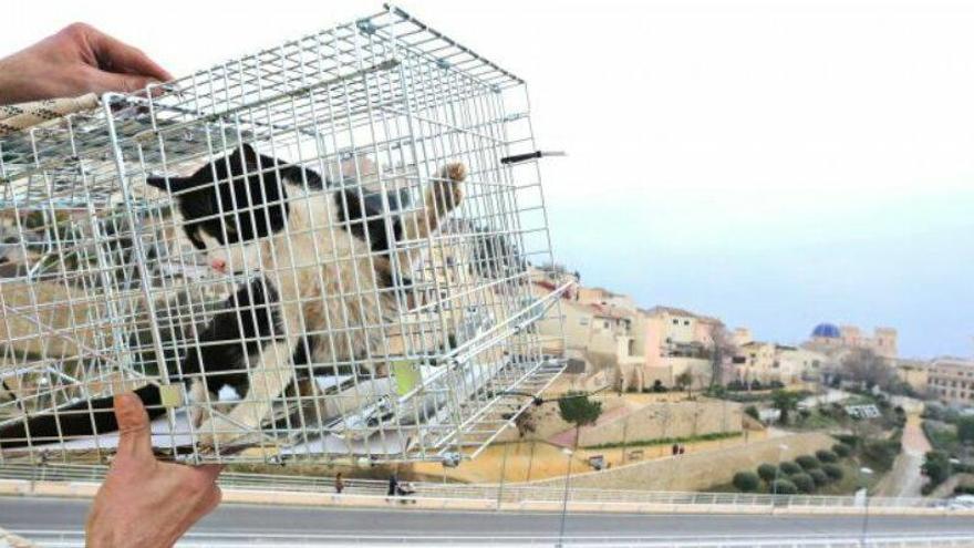 La gata que ha permanecido una semana atrapada en un viaducto de la autovía A-31 en Petrer, tras ser rescatada.