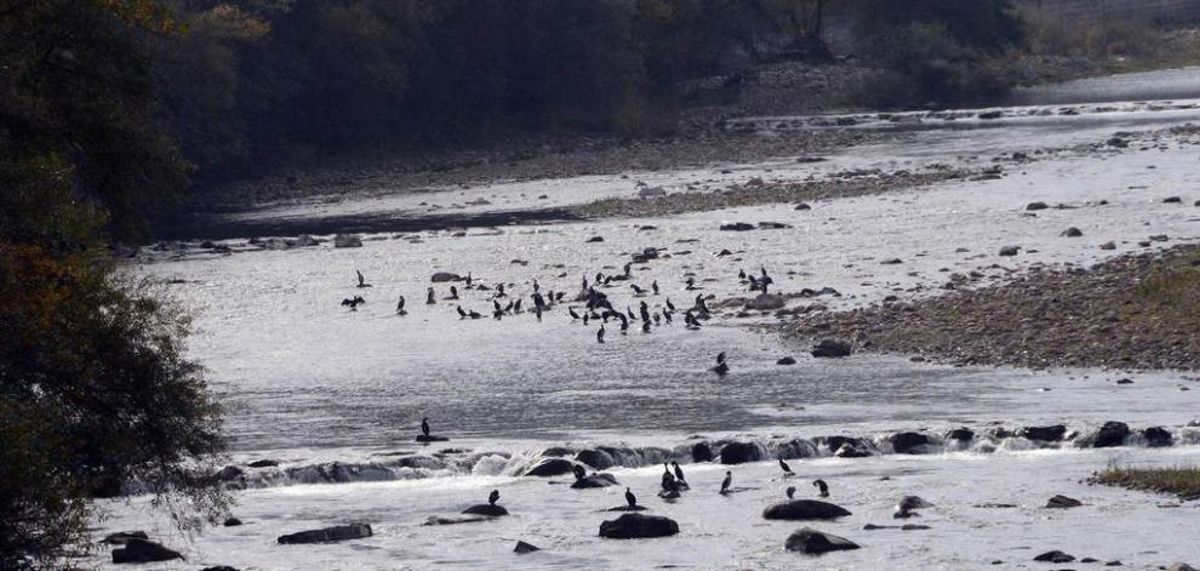 Las heces de pájaros amenazan los ríos