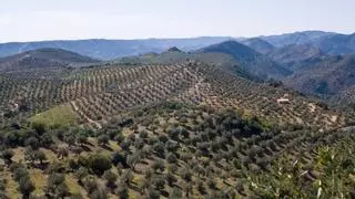 La sequía y las altas temperaturas sentencian en Andalucía “el peor año agrario del siglo”