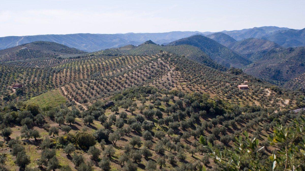 Campos de olivar en Andalucía.