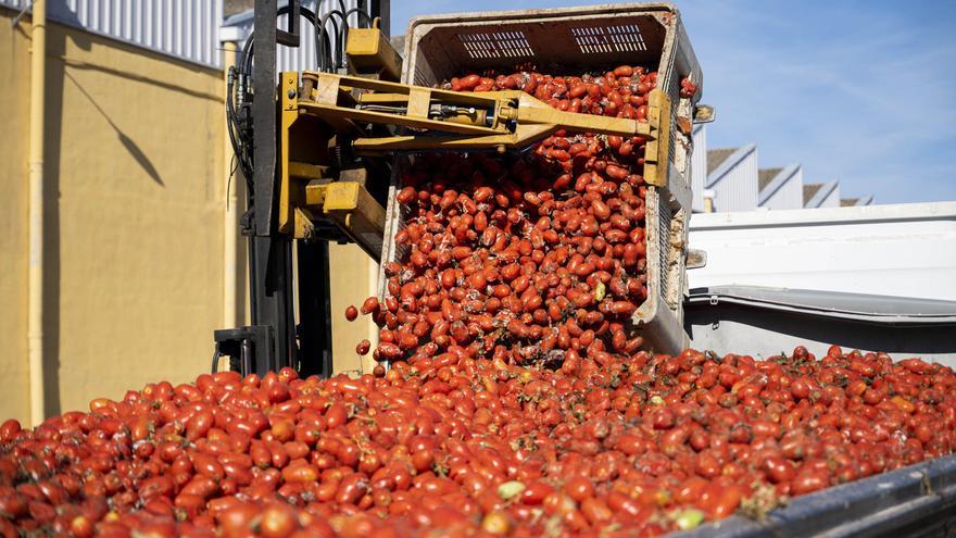 120.000 kilos de tomates parten desde Castellón a la batalla internacional de la Tomatina