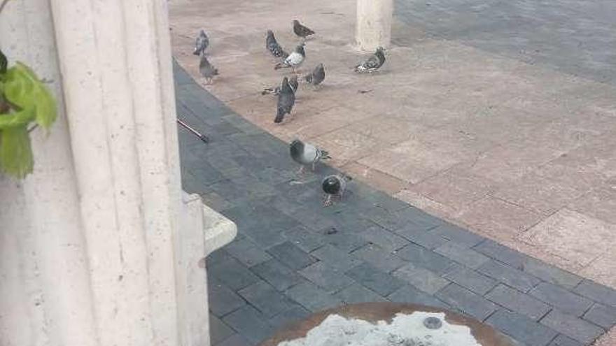 El edil Juan Antonio del Peño exige el control de las palomas en Aller