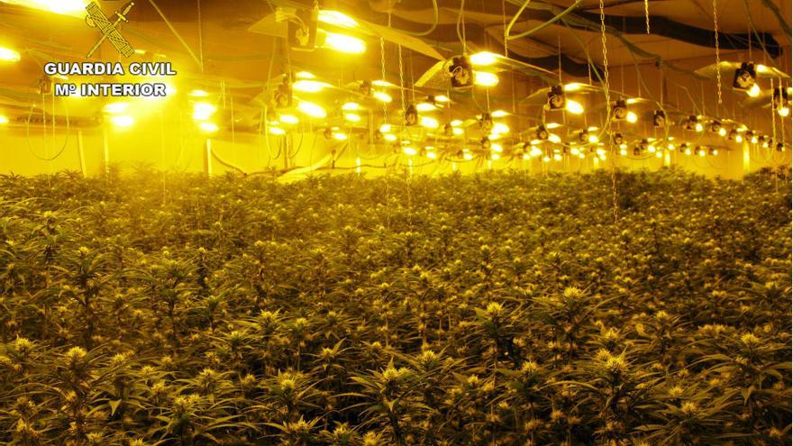 La plantación de marihuana con casi 2.000 plantas.