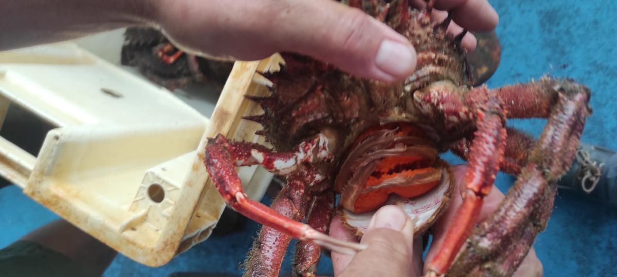 Centollos.