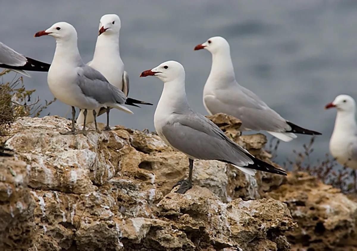 Gaviotas de Audouin.