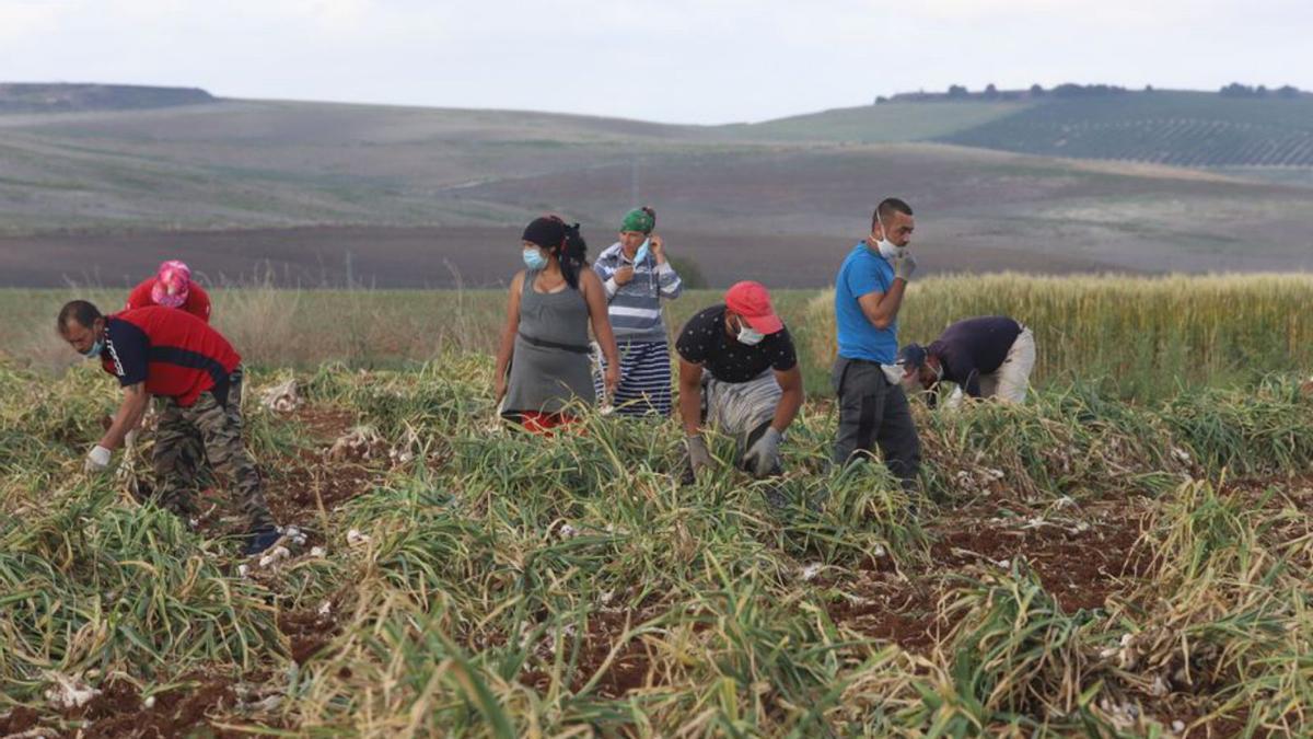 Recogida del ajo en una explotación de la Campiña Sur.