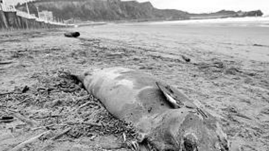 El animal muerto, ayer, en la playa de Salinas.