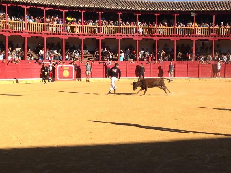 Toro de cajón y encierro urbano en Toro