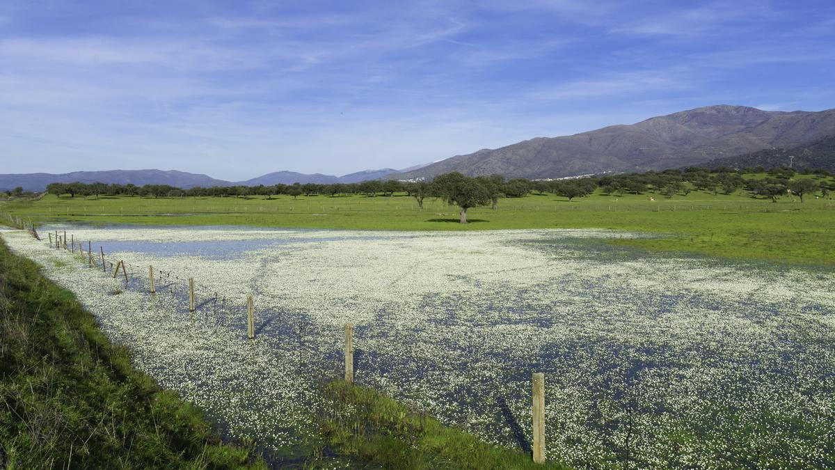 El sol y una temperatura de 15 grados al amanecer dejan esta estampa primaveral en el Ambroz