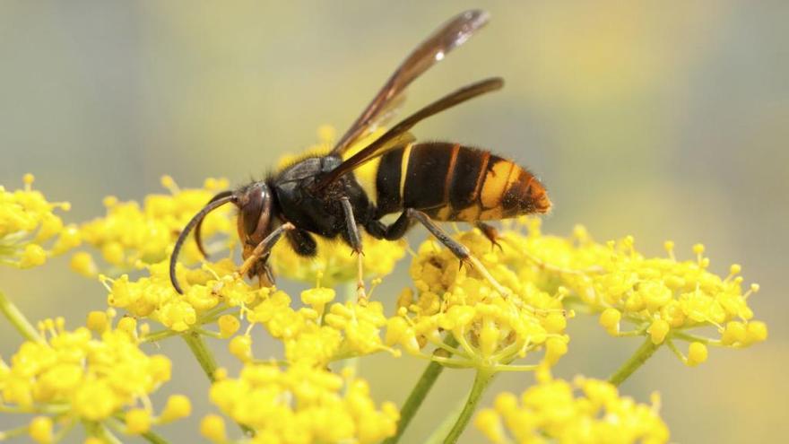 Un hombre muere en Galicia tras el ataque de una avispa velutina