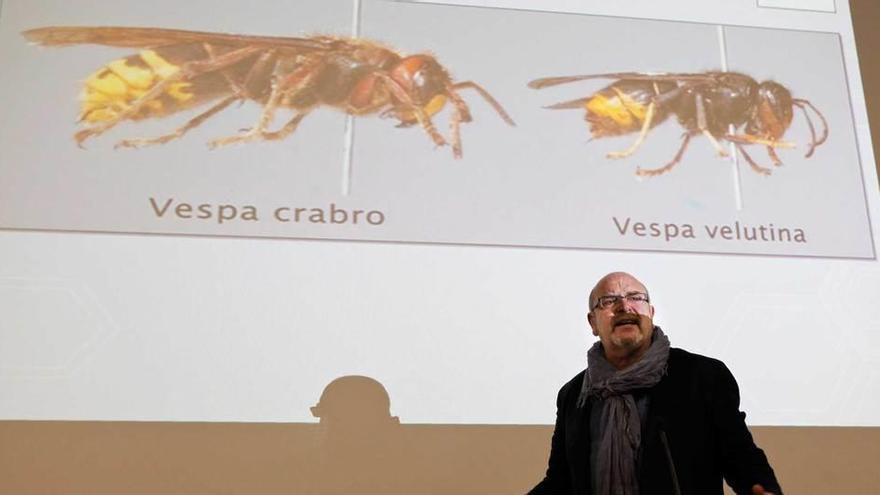 Luis Laria, ayer, durante su charla en el Club La NUEVA ESPAÑA de Gijón, ante una imagen de la tradicional avispa de la región y la asiática.