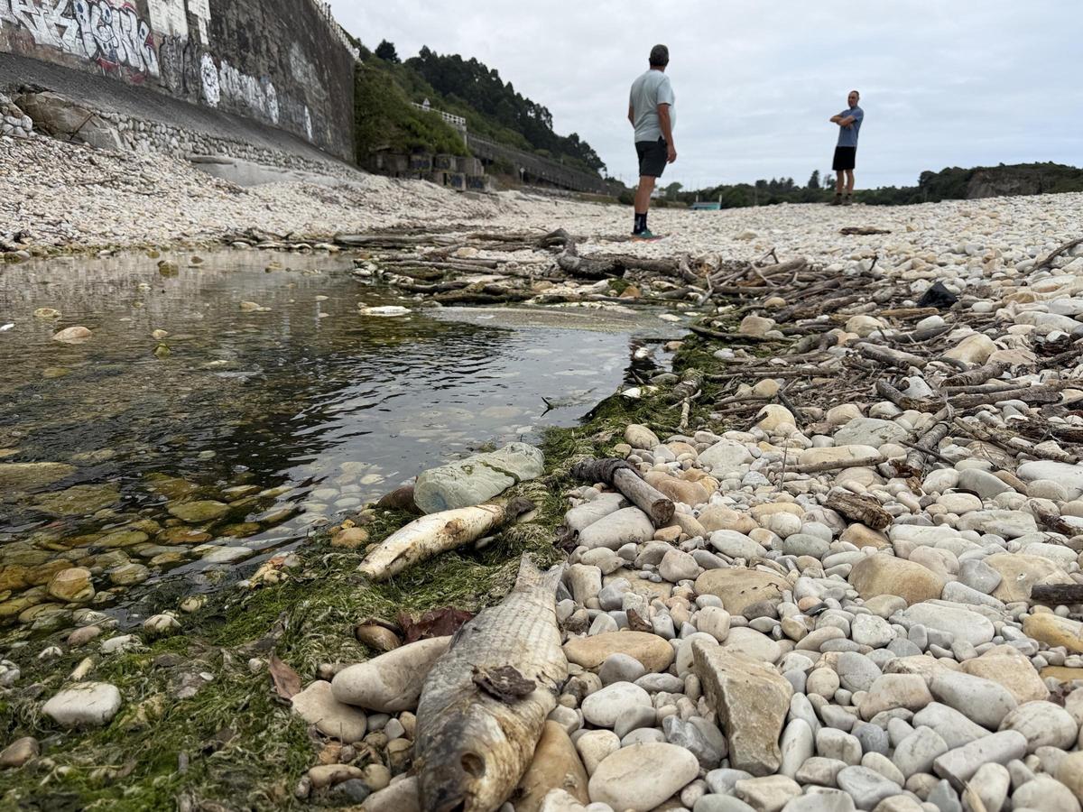 Aparecen cientos de peces muertos en una playa de Llanes