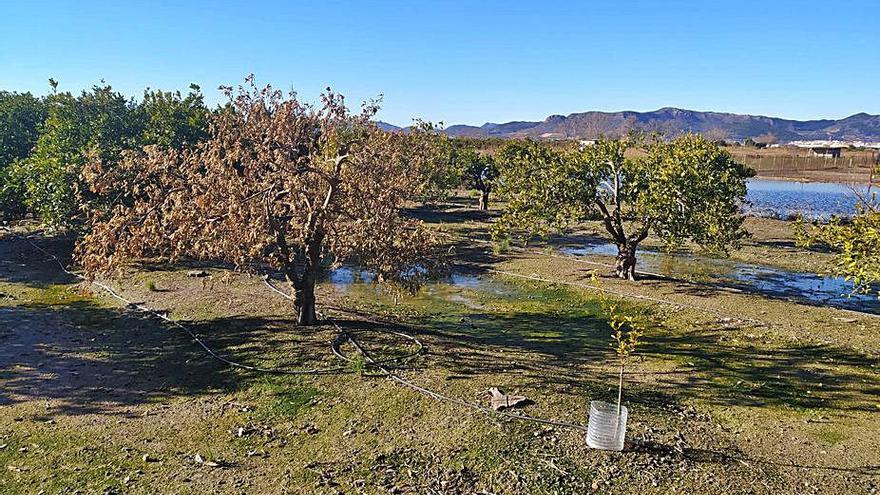 Otro de los campos afectados.  | LEVANTE-EMV