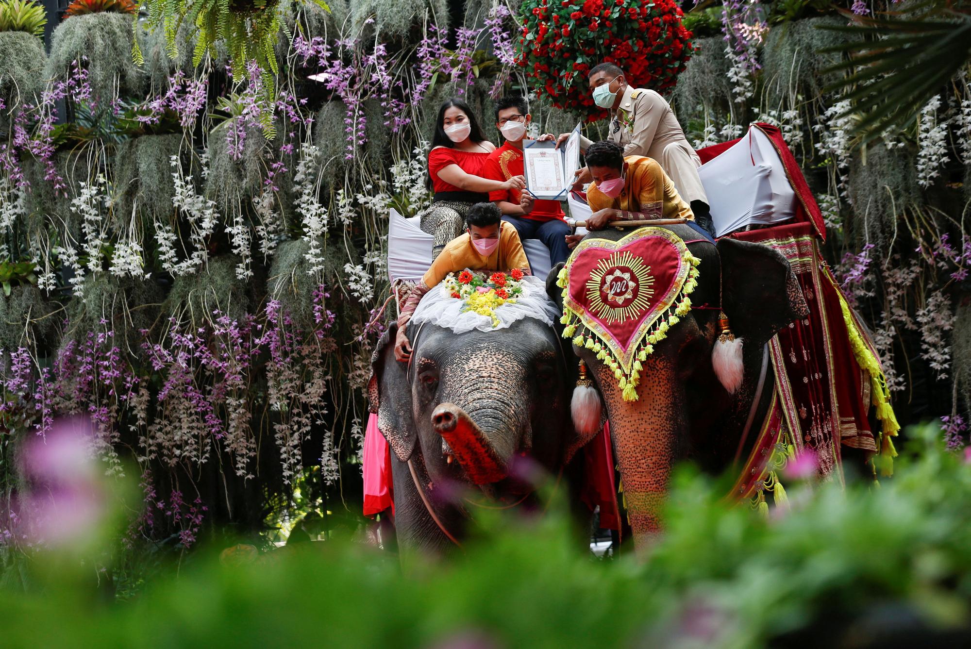 Couples in Thailand sign their marriage licenses on elephants' back on Valentine's Day