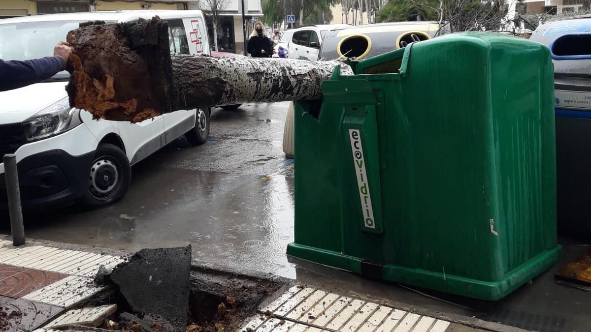 Un gran árbol fue arrancado de cuajo en la Plaza Enrique Fajarnés i Tur de Vila.