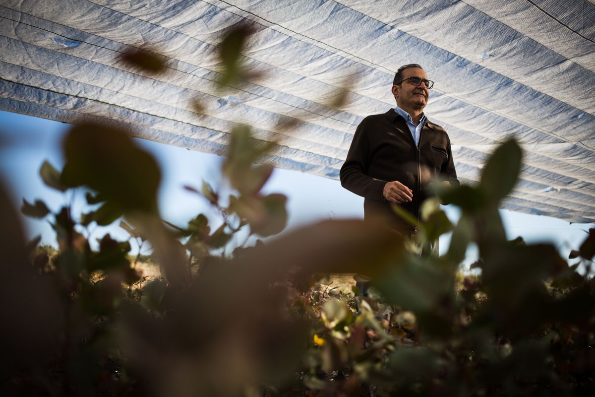 El empresario Magid Rahmati en su plantación de pistachos de Moraleja. /