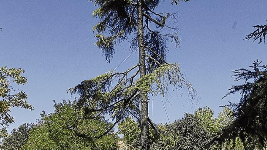 CáceresVerde busca ideas que eviten el olvido del cedro muerto