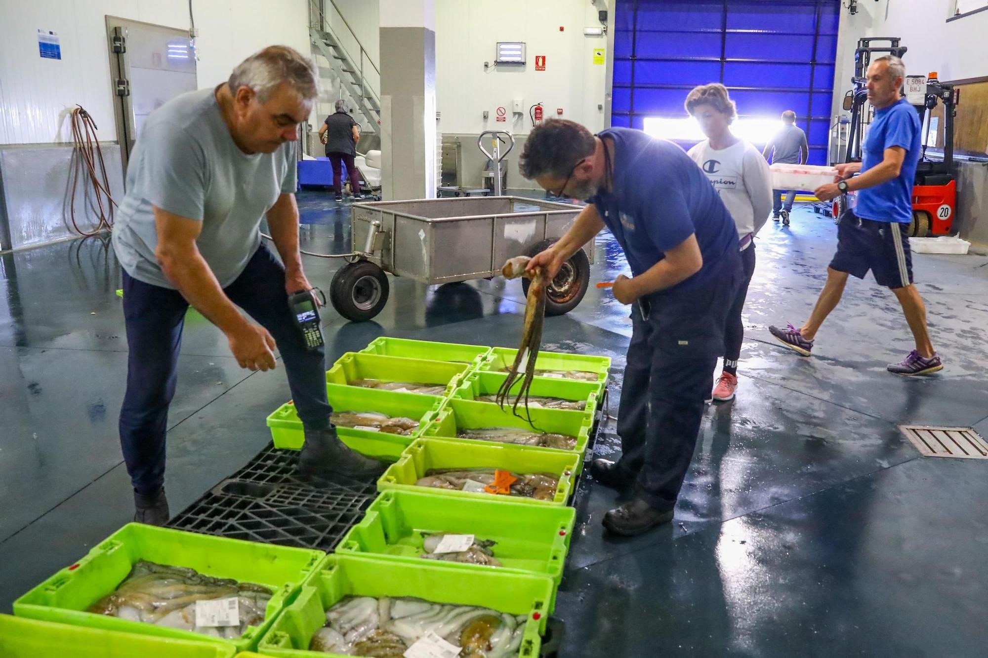 Los últimos retoques de la Festa do Marisco de O Grove.