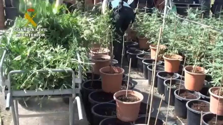 Descubierta una plantación de marihuana en un vivero en Chinchón