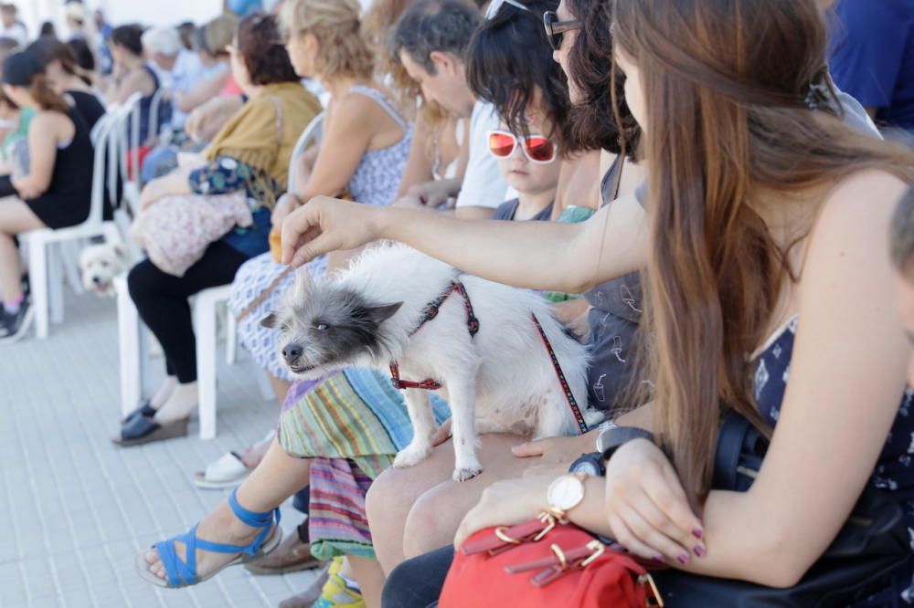 Desfile de perros que buscan un hogar