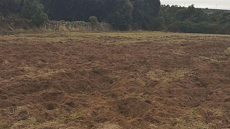 Tierra hozada por el jabalí en Palazuelo de Sayago. | LOZ