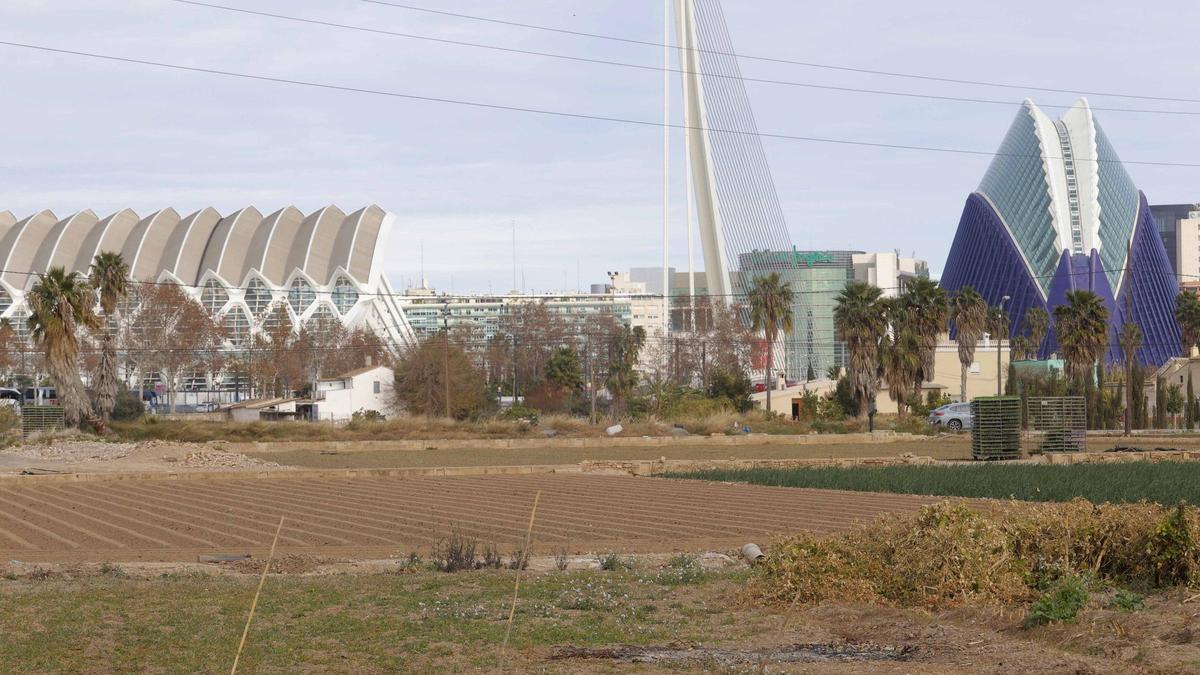 Imagen de archivo de la huerta en la ciudad de València con la Ciudad de las Artes al fondo.