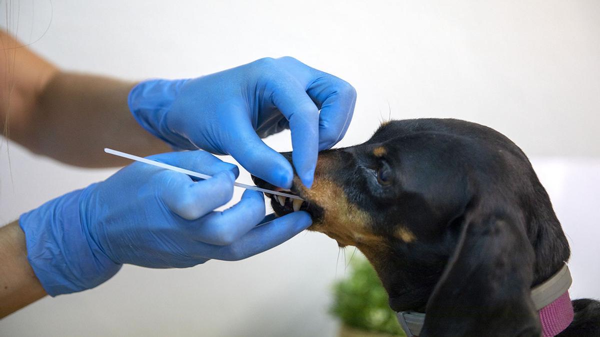 Xàtiva tiene registrado el ADN de 4.118 perros - Levante-EMV