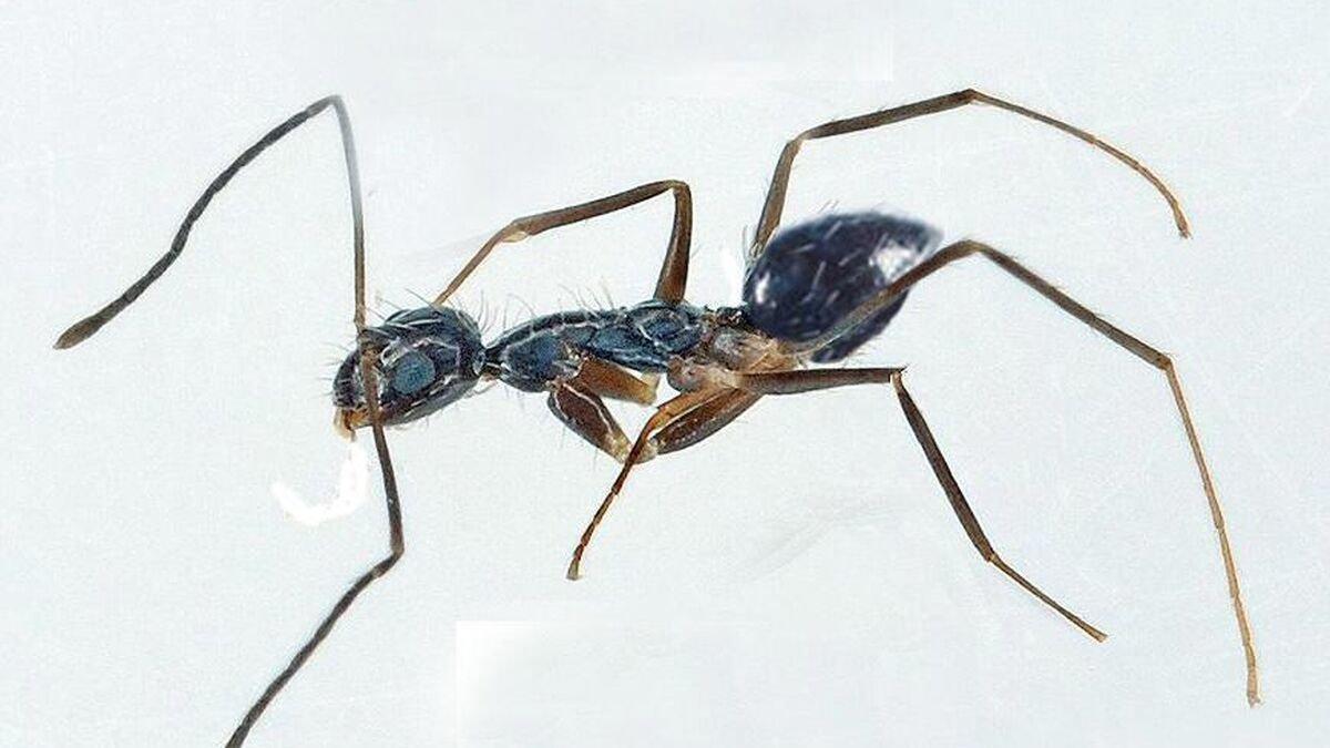 Hallada en Málaga la hormiga 'loca' que está invadiendo España
