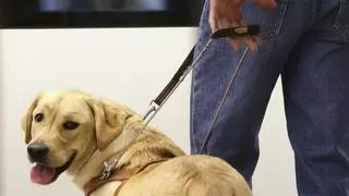 La curiosidad de un labrador: metió la cabeza en la reja de un chalet del Brillante y tuvieron que rescatarlo los bomberos