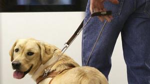 Archivo - Imagen de un perro guía.