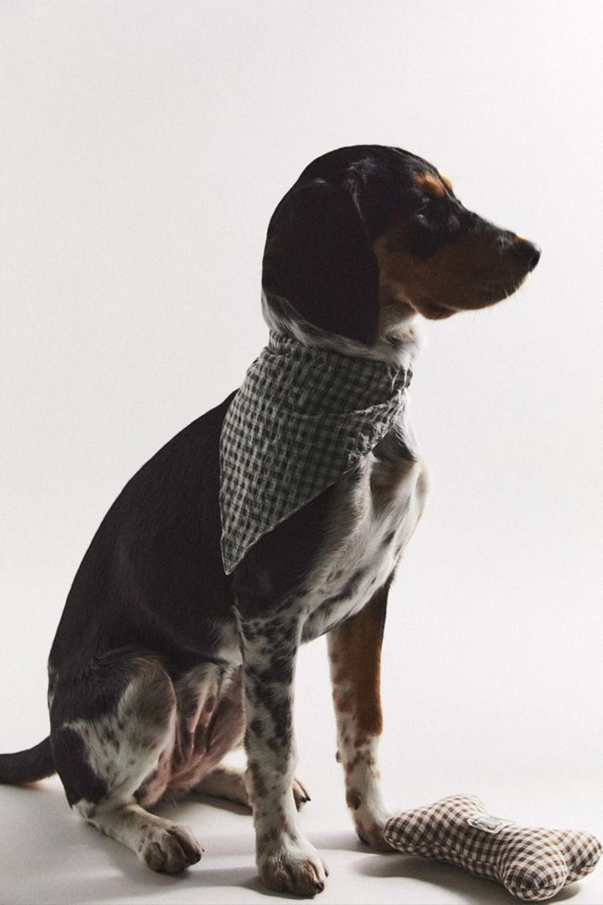 Zara lanza 'Pet Collection', una línea con diseños especiales para perros