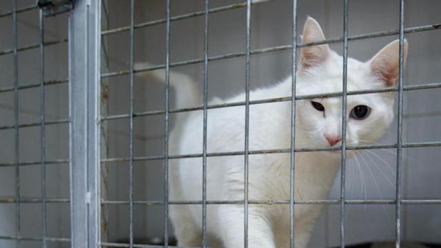 Un gato saca su pata a través de la reja.