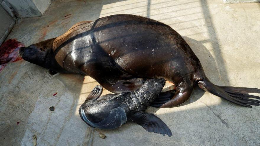 Vídeo: Nace un león marino en el Oceanogràfic de València