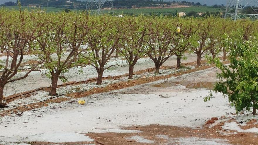 El granizo provoca daños en cítricos, caqui, fruta de hueso y viñas en campos dels Alcalans