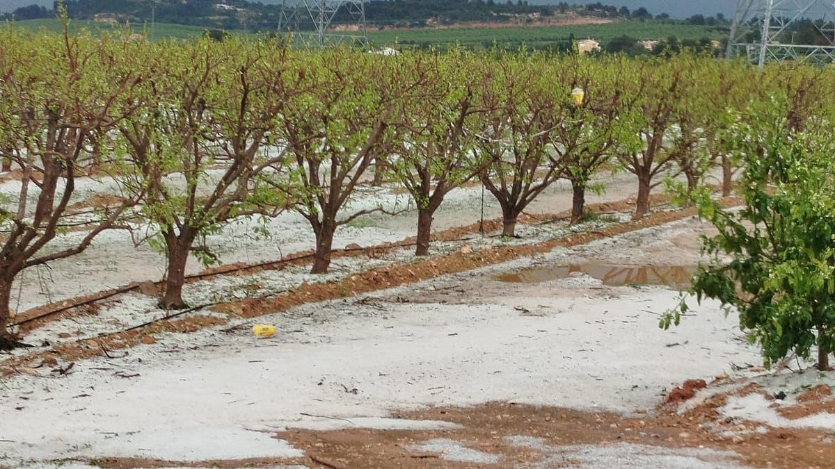 Frutas dañadas por el granizo en la Ribera.