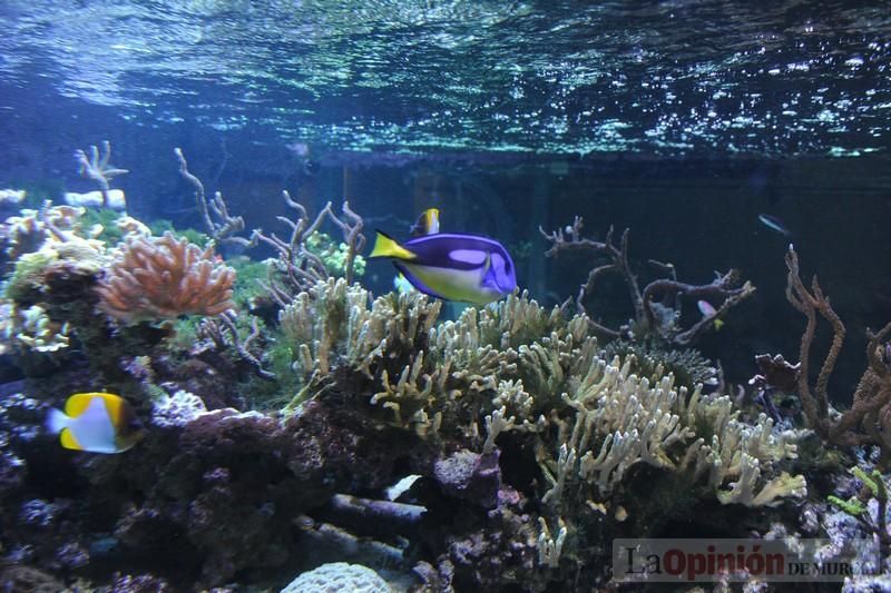 El acuario de la UMU albergará las especies emblemáticas del Mar Menor