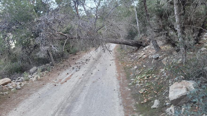 El viento tumba un pino en un camino de Ibiza