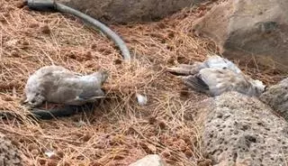 Aparecen 17 tórtolas muertas en un parque de Lanzarote