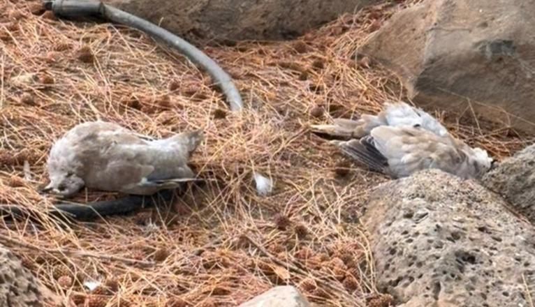 Aparecen 17 tórtolas muertas en un parque de Lanzarote