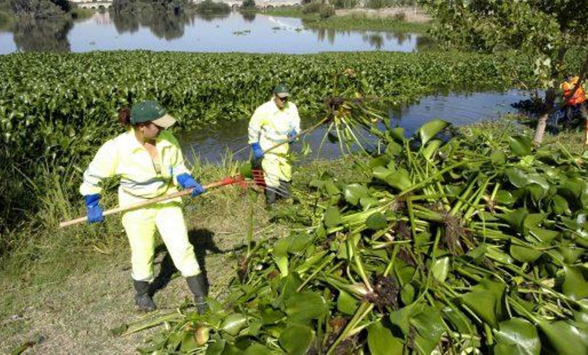 Jacinto de agua, planta invasora de ríos