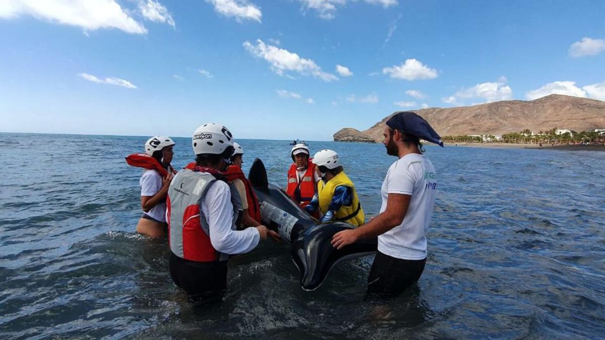 Los voluntarios realizan el simulacro de rescatar un cetáceo del mar. | | LP/DLP