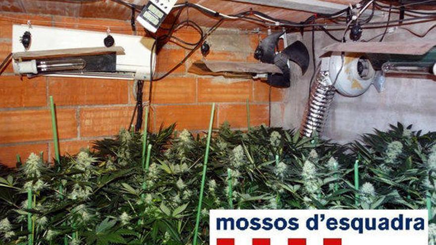 Descobreixen un cultiu amb 103 plantes de marihuana en un traster i vuit pisos amb la llum punxada a Figueres