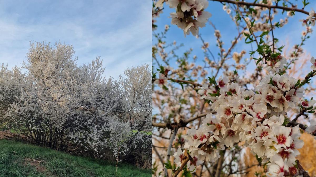 Ciruelos en flor.